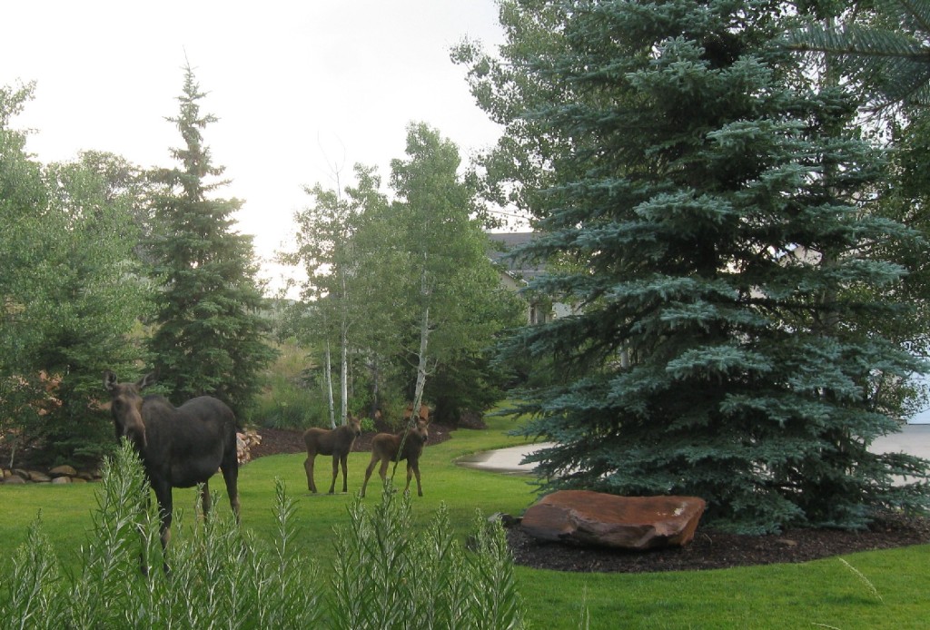 Moose Mana and Twins 2012 022