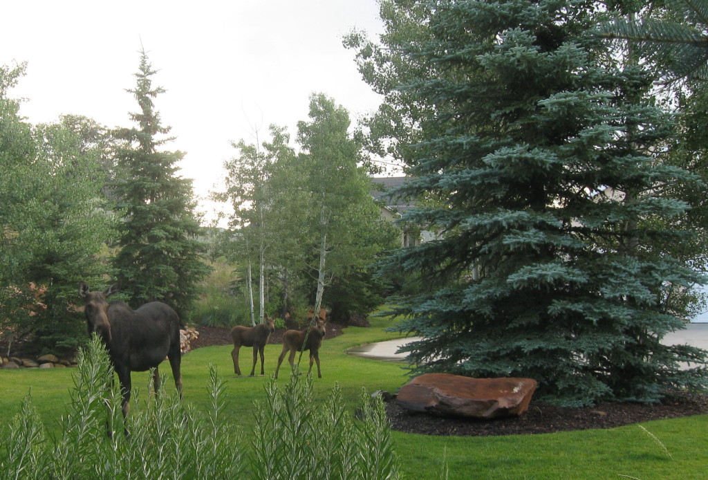 Moose_Cow_and_Twins_2012_02[1]